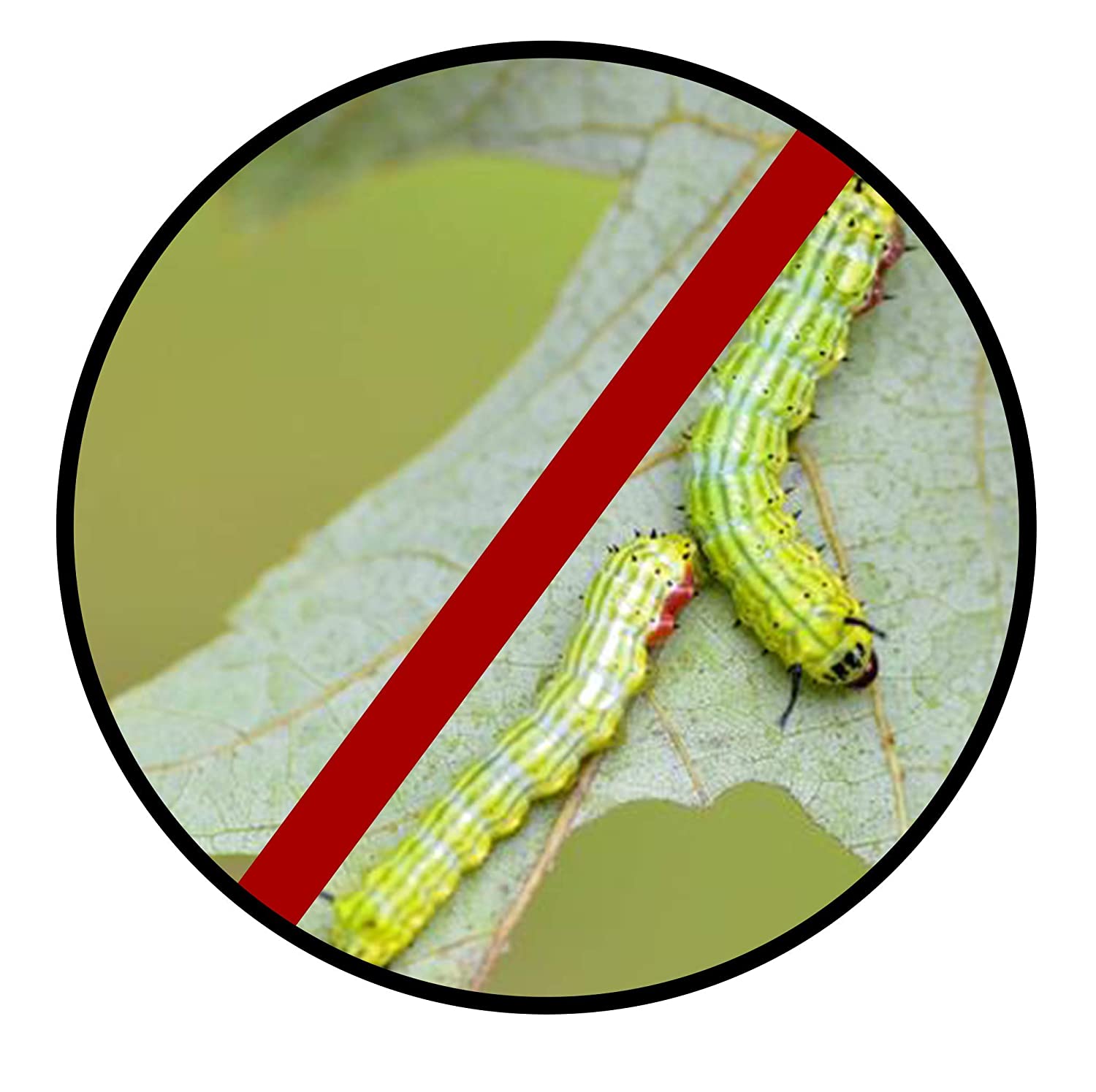 ZAENABIO DEFOLIATOR (BIO INSECTICIDE) product  Image 4