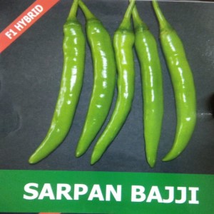 SARPAN CHILLI BAJJI SEEDS product  Image 1