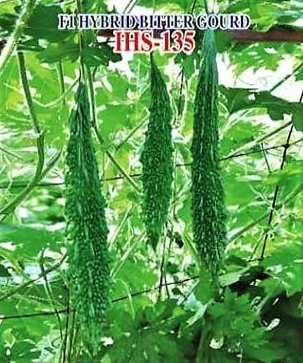 IRIS IHS-135 BITTER GOURD SEEDS F1 product  Image 3