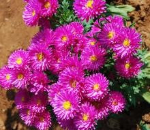 SARPAN HYBRID ASTER - AST-2 (SEEDS) product  Image 3