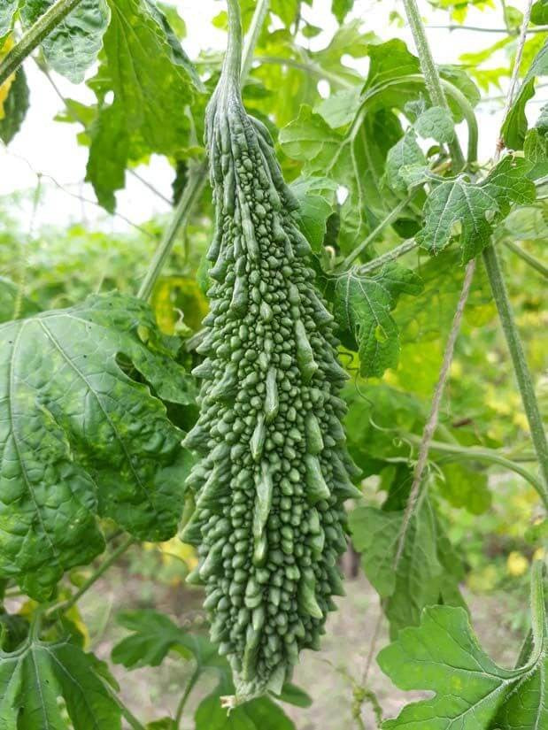 PAN 1983 HYBRID BITTER GOURD SEEDS (DARK GREEN) product  Image