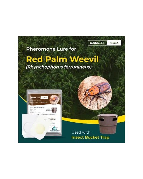 GAIAGEN PHEROMONE LURE FOR RED PALM WEEVIL (Rynchophorus ferrugineus) product  Image 2