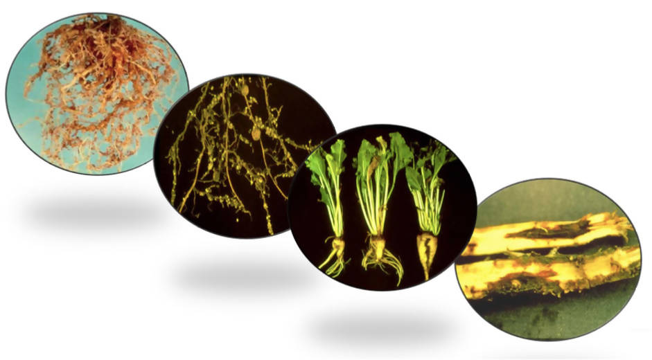 S AMIT CHEMICALS (AGREO) PERFONEMAT (NEMATODE CONTROLLER AND SUPPRESSOR) product  Image 4