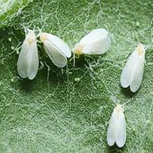 Caper Insecticide product  Image 8