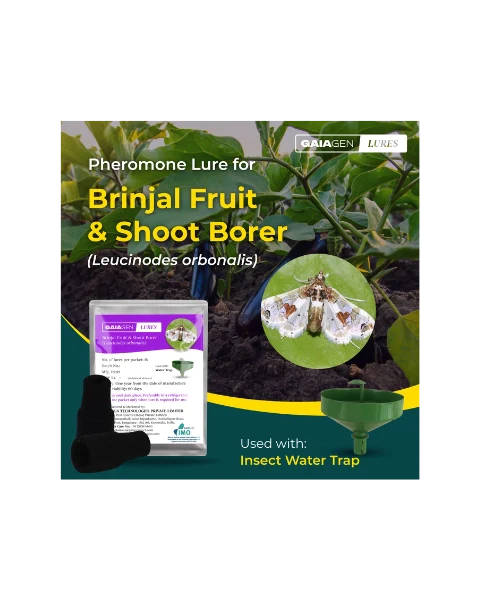 Buy Sonkul Agro Combo Pack of - BIO PHERO LO (Lucinodes Orbonalis) Lure &  Delta Trap Sets For Brinjal Fruit & Shoot Borer Traps & Lures online -  Badikheti