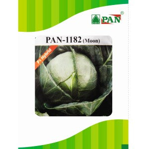 PAN 1182 MOON CABBAGE (GREEN, ROUND) product  Image 1