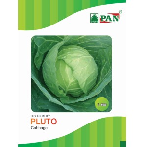 PAN PLUTO HYBRID CABBAGE SEEDS (DARK GREEN, ROUND) product  Image 1