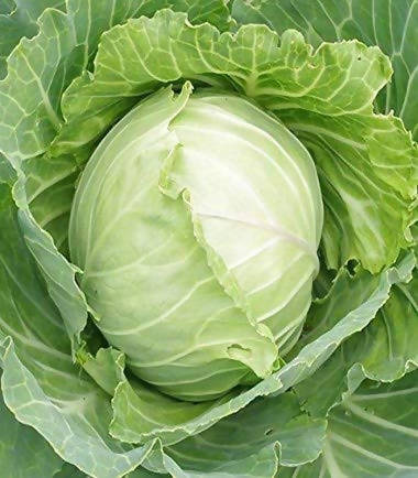 INDUS CABBAGE JUHI HYBRID SEEDS product  Image 4