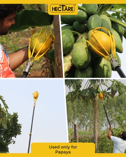 HECTARE PAPAYA PICKER | IMPLEMENTS product  Image
