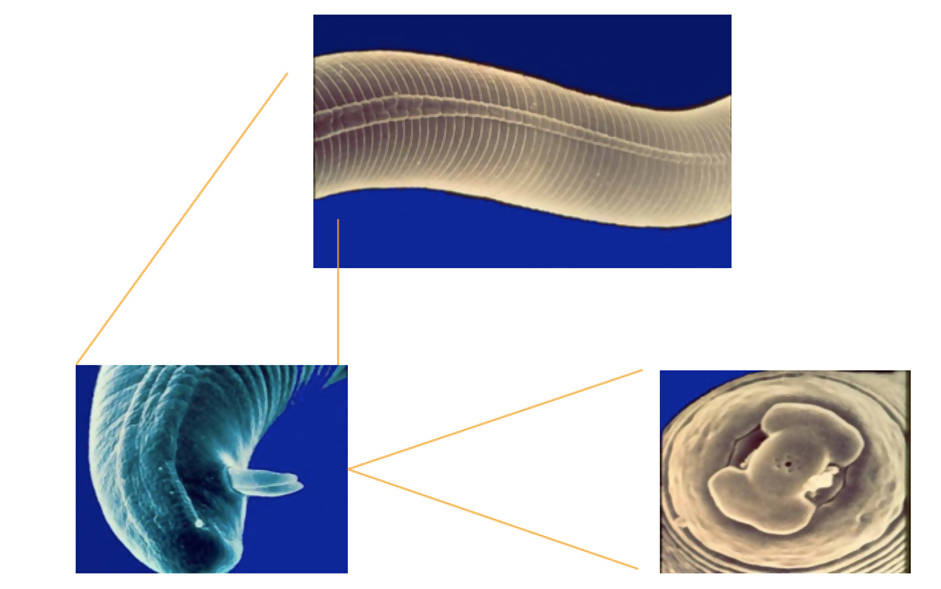 S AMIT CHEMICALS (AGREO) PERFONEMAT (NEMATODE CONTROLLER AND SUPPRESSOR) product  Image 7