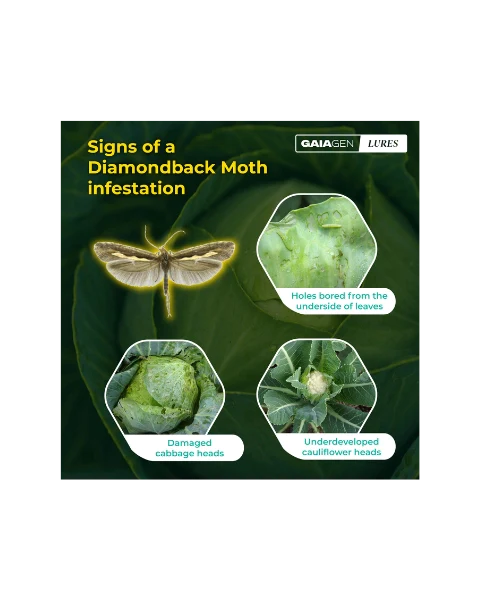 GAIAGEN PHEROMONE LURE FOR DIAMONDBACK MOTH (Plutella xylostella) product  Image 4