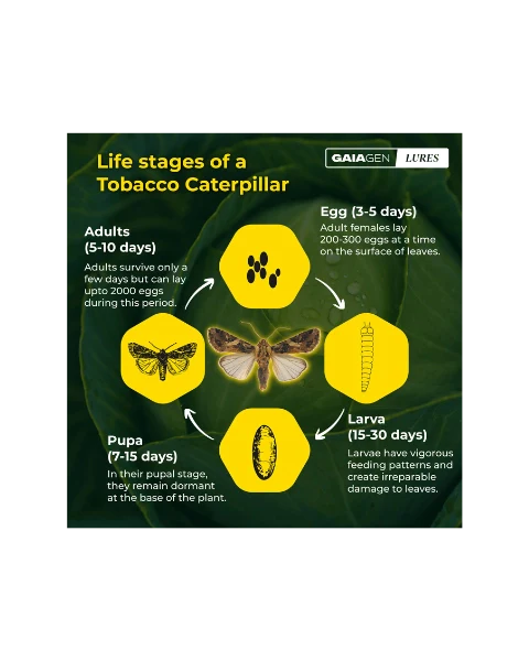 GAIAGEN PHEROMONE LURE FOR TOBACCO CATERPILLAR (Spodoptera litura) product  Image 5