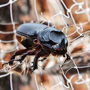 RHINOCEROS BEETLE LURE | Pest Control India product  Image 3