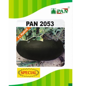 PAN 2053 SPL HYBRID WATERMELON SEEDS (BLACKISH GREEN, OBLONG) product  Image 1
