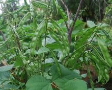 SARPAN-16 DOLICHOS SEEDS product  Image 3