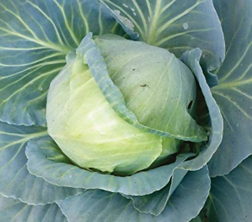 INDUS CABBAGE JUHI HYBRID SEEDS product  Image 5