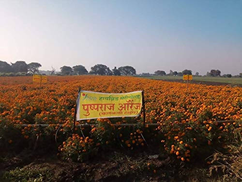 INDUS MARIGOLD PUSHPARAJ ORANGE SEEDS product  Image 4