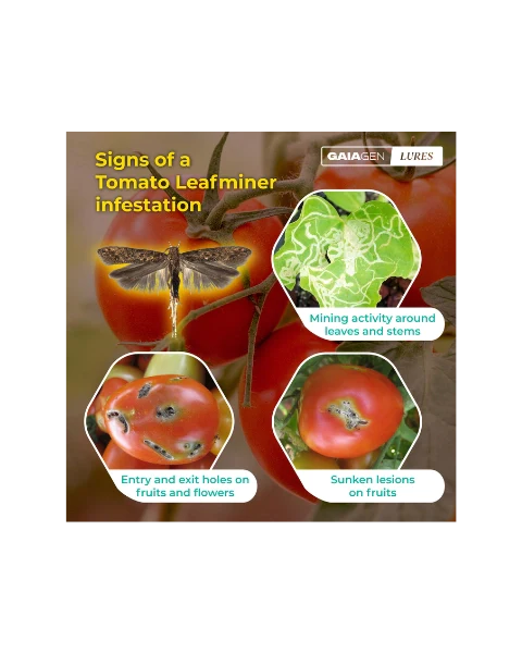 GAIAGEN PHEROMONE LURE FOR TOMATO LEAFMINER (Tuta absoluta) product  Image 4