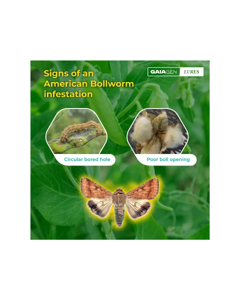 GAIAGEN PHEROMONE LURE FOR AMERICAN BOLLWORM (Helicoverpa armigera) product  Image 4