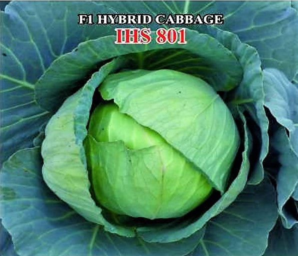 IRIS HYBRID VEGETABLE SEEDS F1 HYBRID CABBAGE IHS-801 product  Image 3