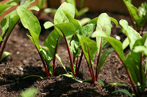 INDUS BEET ROOT SINDHU HYBRID SEEDS product  Image 5