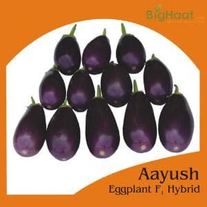 AAYUSH BRINJAL - SEEDS product  Image 2