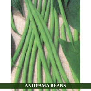 ANUPAMA BEANS product  Image 3