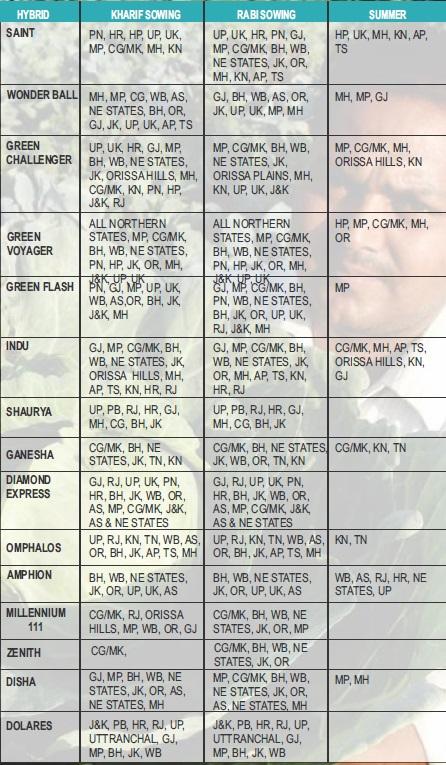 AMPHION CABBAGE SEEDS product  Image 2