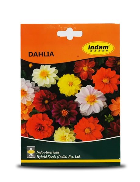 DAHLIA FLOWERS product  Image 1