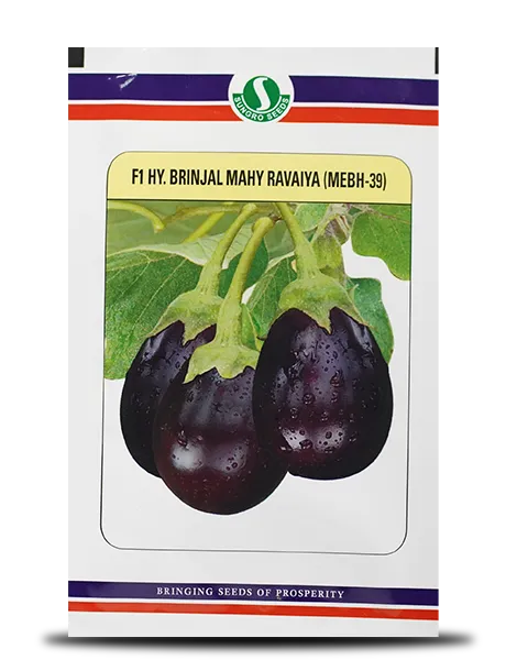 MAHY RAVAIYA MEBH-39 BRINJAL product  Image 1