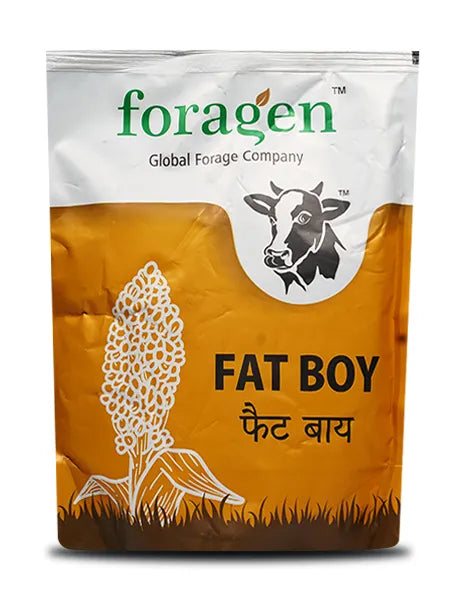 Fat Boy Multi-Cut Forage Soghum | Buy Online Starting Rs 240 | BigHaat