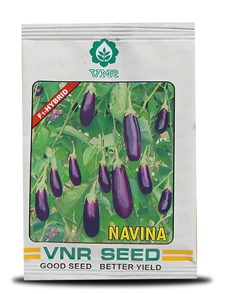 NAVINA BRINJAL SEEDS product  Image 1