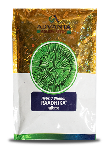 RAADHIKA BHINDI product  Image 1