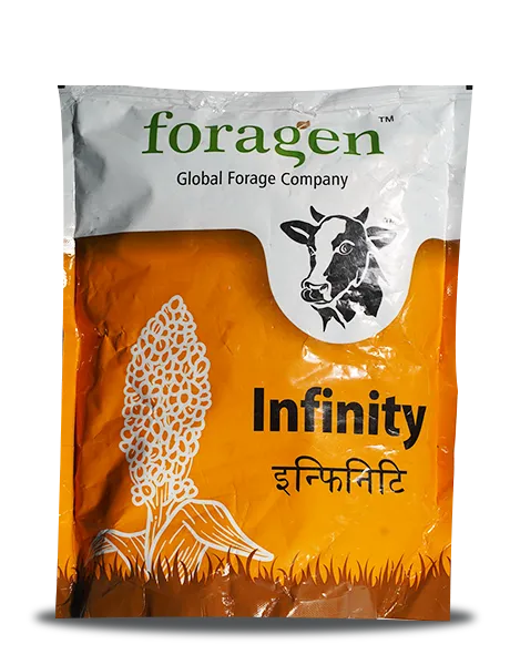 INFINITY (MULTI-CUT SORGHUM SUDAN GRASS) product  Image