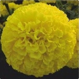 YELLOW MARIGOLD product  Image 2