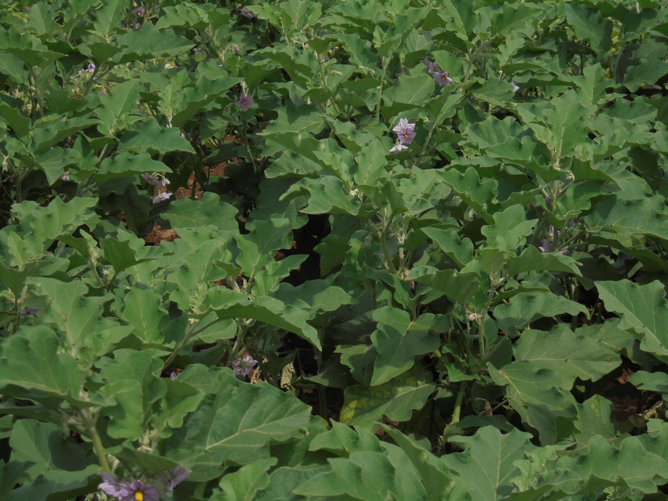 SARPAN F1 BRINJAL-25 (SEEDS) product  Image 4