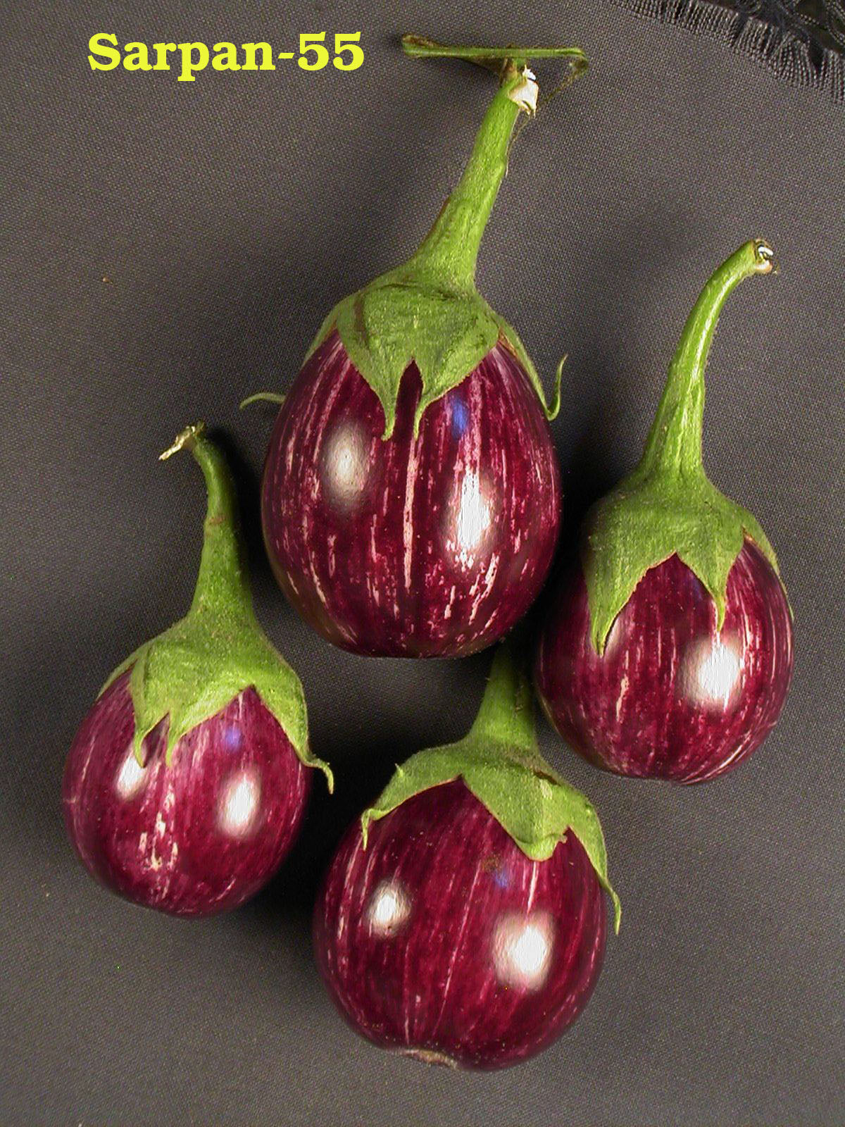 SARPAN F1 BRINJAL-55 (SEEDS) product  Image 4