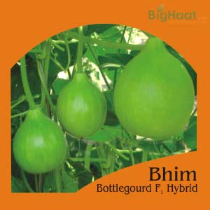 BHIM BOTTLE GOURD (BULB SHAPED) (भीम लौकी ) product  Image 1