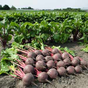 BORO BEETROOT product  Image 2