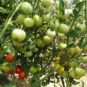 BANGALORE RED TOMATO product  Image 3