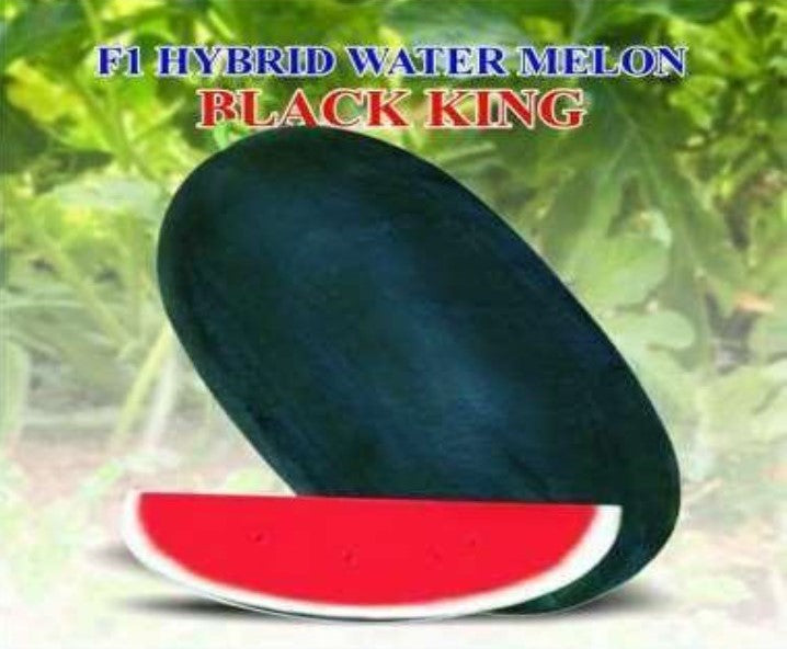 IRIS HYBRID FRUIT SEEDS WATERMELON BLACK KING SEEDS product  Image 5