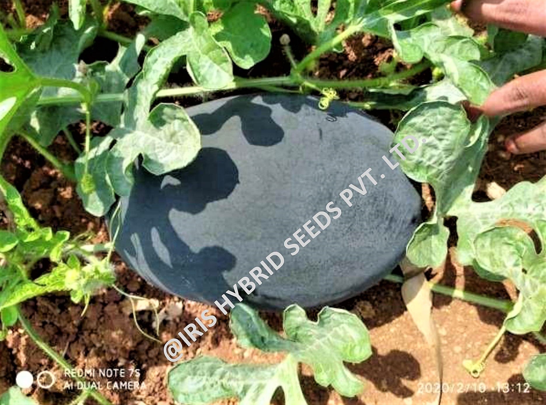 IRIS HYBRID FRUIT SEEDS WATERMELON BLACK KING SEEDS product  Image 3