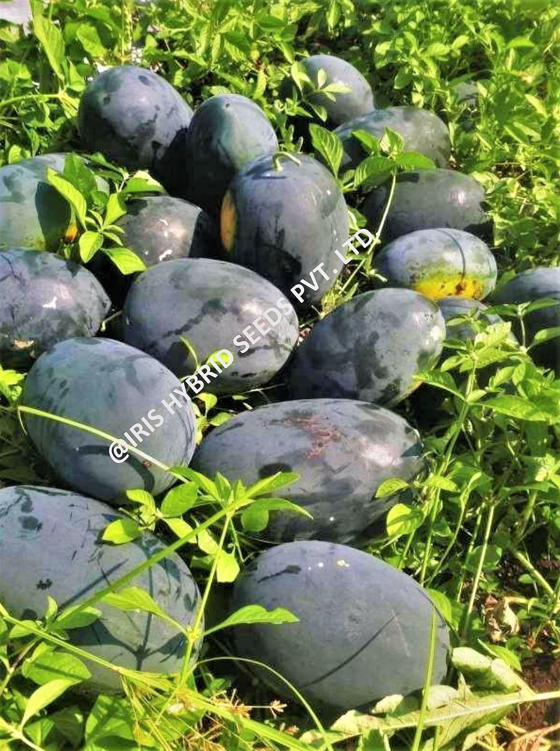 IRIS HYBRID FRUIT SEEDS WATERMELON BLACK KING SEEDS product  Image 4