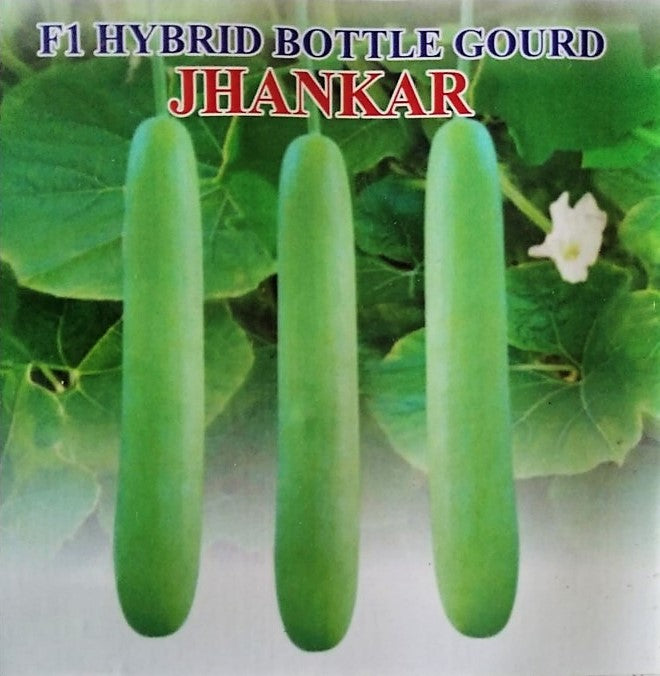 IRIS HYBRID VEGETABLE SEEDS F1 HYBRID BOTTLE GOURD JHANKAR (LONG) product  Image 3