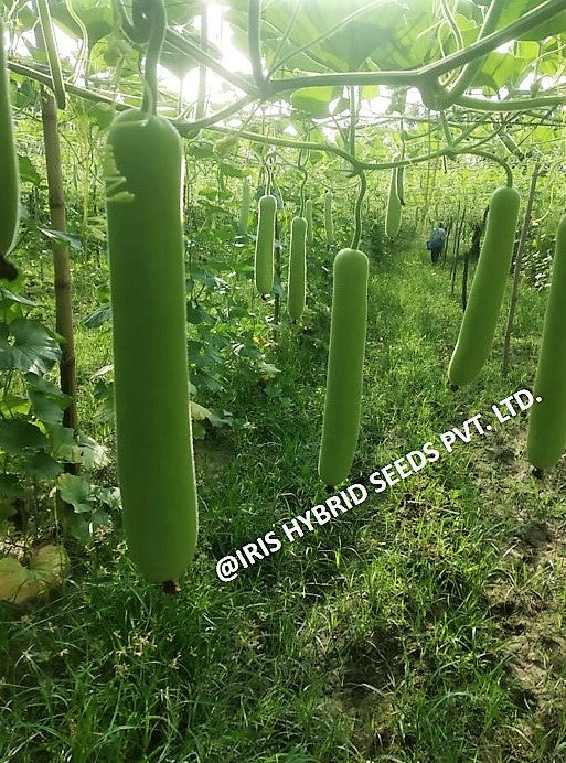 IRIS HYBRID VEGETABLE SEEDS F1 HYBRID BOTTLE GOURD JHANKAR (LONG) product  Image 5