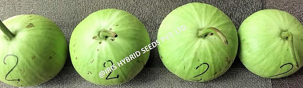 IRIS HYBRID VEGETABLE SEEDS F1 HYBRID BOTTLE GOURD MUMTAJ (ROUND) product  Image 5