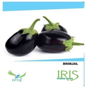 Iris Hybrid Brinjal Seeds Buy At Best Price