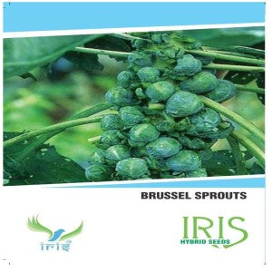 IRIS HYBRID VEGETABLE SEEDS BRUSSELS SPROUTS (35 SEEDS) product  Image 1