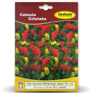 CELOSIA CRISTATA product  Image 1