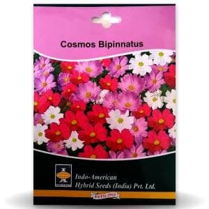 COSMOS BIPINNATUS product  Image 1